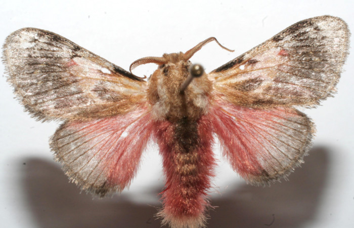 Figura 1. Adulto de <i>Aidos perfusa admiranda</i></i> (Aididae), vista dorsal, localidad Estación Biológica Quica, Sector Pitilla ACG (470m). Voucher: 09-SRNP-101893-DHJ635128.jpg.