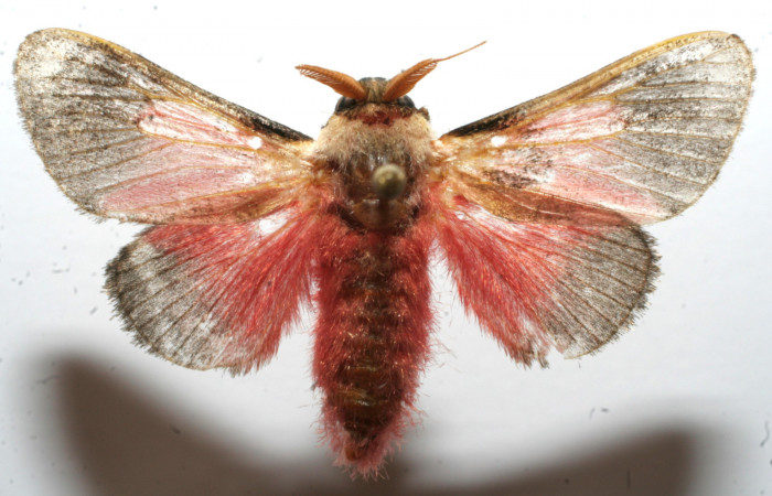 Figura 8. Adulto de <i>Aidos perfusa admiranda</i></i> (Aididae), vista dorsal, localidad Quebradona Estación Biológica Quica, Sector Pitilla ACG (475m). Voucher: 10-SRNP-104578-DHJ649453.jpg.