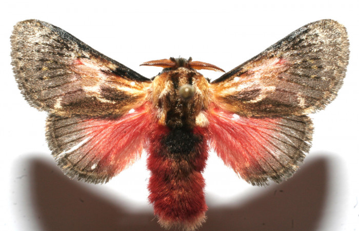 Figura 9. Adulto de <i>Aidos perfusa admiranda</i></i> (Aididae), vista ventral, localidad Quebradona Estación Biológica Quica, Sector Pitilla ACG (475m). Voucher: 10-SRNP-104698-DHJ649573.jpg.