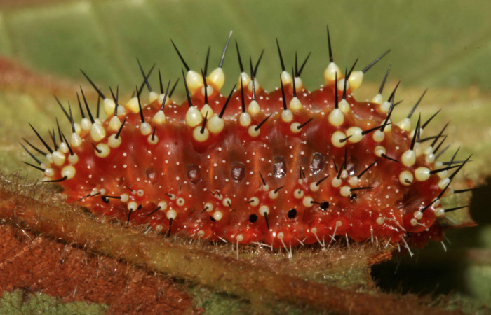 Figura 5. Larva <i>Aidos perfusa admiranda</i></i> (Aididae), último estadío (U) vista lateral, localidad Sendero Nacho Sector Pitilla ACG (710m). Voucher: 12-SRNP-31598-DHJ700112.jpg.