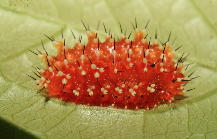Figura 3. Larva <i>Aidos perfusa admiranda</i></i> (Aididae), tercer estadío (PPU) vista lateral, localidad Quebradona Estación Biológica Quica, Sector Pitilla ACG (475m). Voucher: 13-SRNP-71610-DHJ703272.jpg.