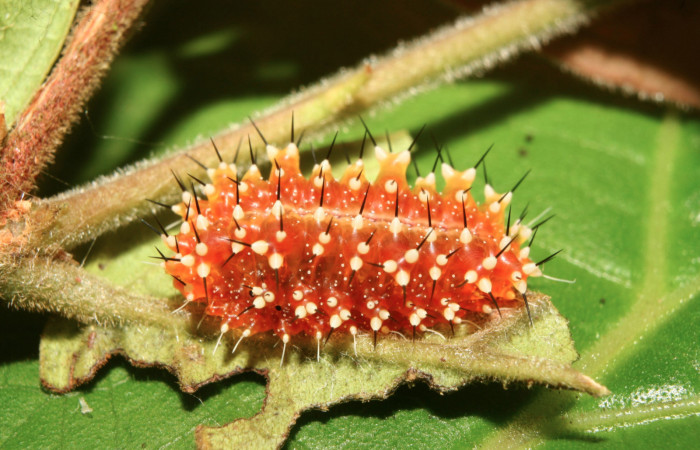 Figura 4. Larva <i>Aidos perfusa admiranda</i></i> (Aididae), penúltimo estadío (PU) vista dorsal, localidad Quebradona Estación Biológica Quica, Sector Pitilla ACG (475m). Voucher: 13-SRNP-71610-DHJ703274.jpg.