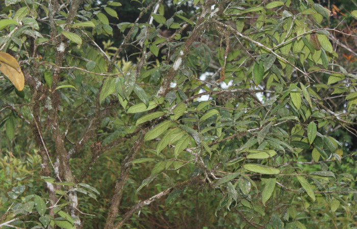 Figura 10. Planta hospedera de <i>Aidos perfusa admiranda</i></i> (Aididae), planta llamada <i>Eugenia stipitata</i></i> (Myrtaceae), localidad Quebradona Estación Biológica Quica, Sector Pitilla ACG (475m), foto: Ricardo Calero 18 Noviembre 2020.