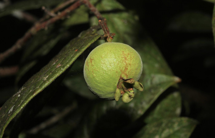 Figura 11. Fruto verde de <i>Eugenia stipitata</i></i> (Myrtaceae) planta hospedera de <i>Aidos perfusa admiranda</i></i> (Aididae), localidad Quebradona Estación Biológica Quica, Sector Pitilla ACG (475m), foto: Ricardo Calero 18 Noviembre 2020.