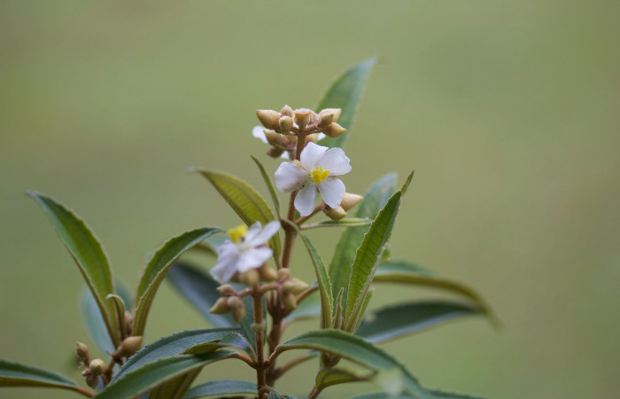 Fig.2 <i>Conostegia xalapensis</i></i> planta hospedera de <i>Antiblemma pira</i></i>. Foto : Estación Pitilla, Area de Conservación Guanacaste. Petrona Rios , Marzo 2019