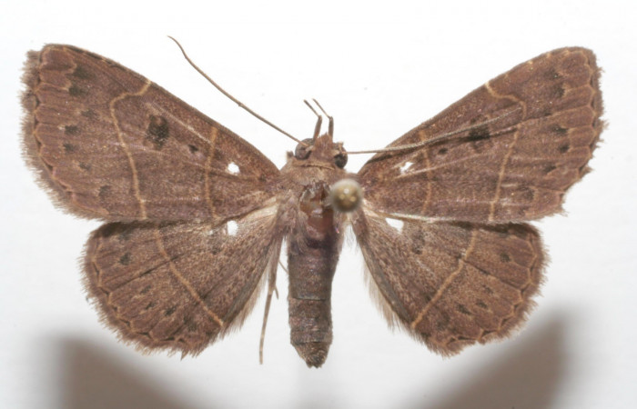 Fig.3  Adulto <i>Antiblemma pira</i></i> dorsal. Hembra. Voucher: 06-SRNP-102371-DHJ602371.jpg