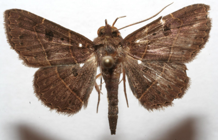 Fig.4.  Adulto <i>Antiblemma pira</i></i> ventral  macho.
Voucher: 99-SRNP-5449-DHJ320943.jpg