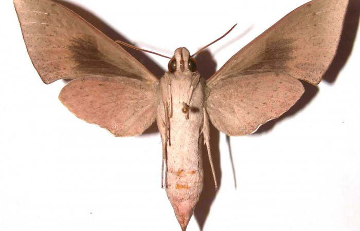 Fig. 3. Adulto Xylophanes juanita, hembra, posición ventral, Area de Conservación Guanacaste, Sector Santa Rosa, Bosque Húmedo, elevación 290 m.s.n.m.  (01-SRNP-15357-DHJ35471.jpg).