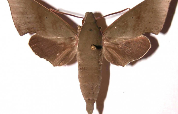 Fig. 1. Adulto Xylophanes juanita, posición dorsal, Area de Conservación Guanacaste, Sector El Hacha, Sendero Bejuquilla, elevación 280 m.s.n.m.  (01-SRNP-9616-DHJ37360.jpg).
