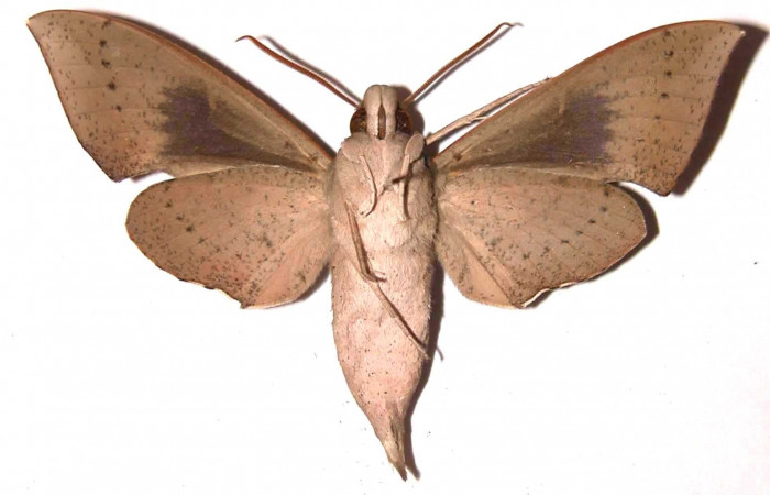 Fig. 5. Adulto Xylophanes juanita, macho, posición ventral, Area de Conservación Guanacaste, Sector El Hacha, Finca Araya, elevación 295 m.s.n.m.  (02-SRNP-15433-DHJ35477.jpg).
