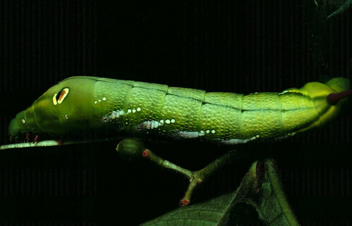 Fig. 7. Larva U estadío Xylophanes juanita, posición dorsal, Area de Conservación Guanacaste, Sector Santa Rosa, Bosque Húmedo, elevación 290 m.s.n.m.  (81-SRNP-687-DHJ2882.jpg).