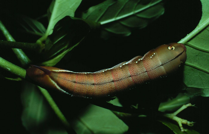 Fig. 13. Larva U estadío Xylophanes juanita, posición dorsal, Area de Conservación Guanacaste, Sector Santa Rosa, Bosque San Emilio, elevación 300 m.s.n.m.  (84-SRNP-1403-DHJ8196.jpg).