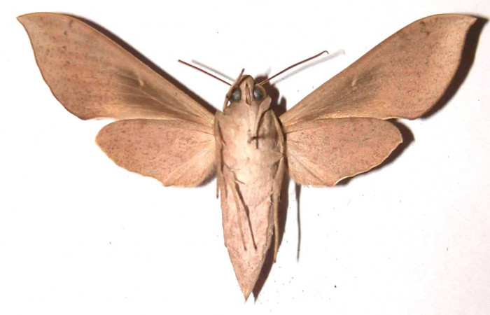 Fig. 17. Adulto Xylophanes porcus, hembra, posición ventral, Area de Conservación Guanacaste, Sector Santa Rosa, Bosque San Emilio, elevación 300 m.s.n.m.  (85-SRNP-418-DHJ37477.jpg).