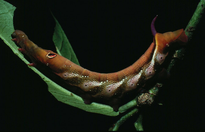 Fig. 12. Larva U estadío Xylophanes juanita, posición lateral, Area de Conservación Guanacaste, Sector Santa Rosa, Bosque Húmedo, elevación 290 m.s.n.m.  (89-SRNP-486-DHJ11370.jpg).