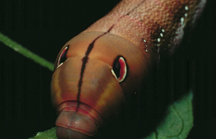 Fig. 10. Larva U estadío Xylophanes juanita, posición frontal, Area de Conservación Guanacaste, Sector Santa Rosa, Bosque Húmedo, elevación 290 m.s.n.m.  (89-SRNP-486-DHJ11380.jpg).