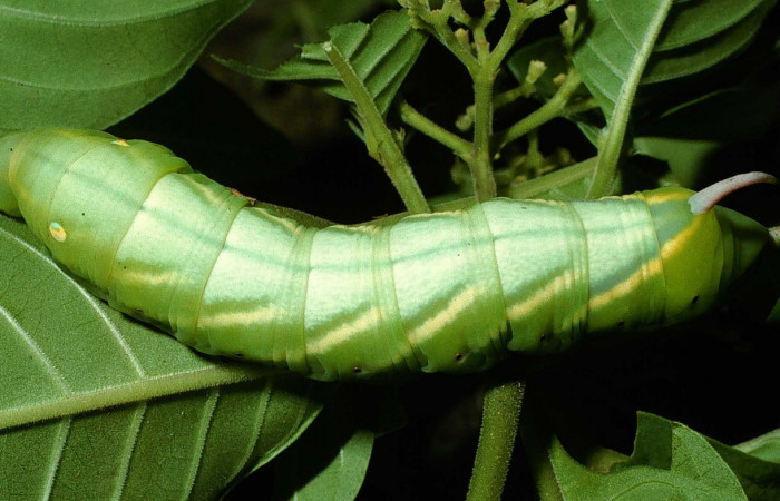 Fig. 15. Larva U estadío Xylophanes porcus, posición dorsal, Area de Conservación Guanacaste, Sector Santa Rosa, Bosque  Húmedo, elevación 290 m.s.n.m.  (95-SRNP-7691-DHJ24949.jpg).