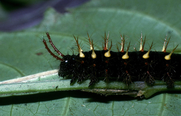 Fig. 6 Detalle cabeza larva <i>Siproeta epaphus</i></i> (Nymphalidae). Voucher 04-SRNP-974-DHJ81631.jpg