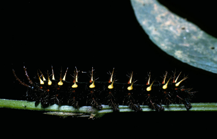 Fig. 4 Larva <i>Siproeta epaphus</i></i> (Nymphalidae), vista lateral. Voucher 04-SRNP-974-DHJ81639.jpg