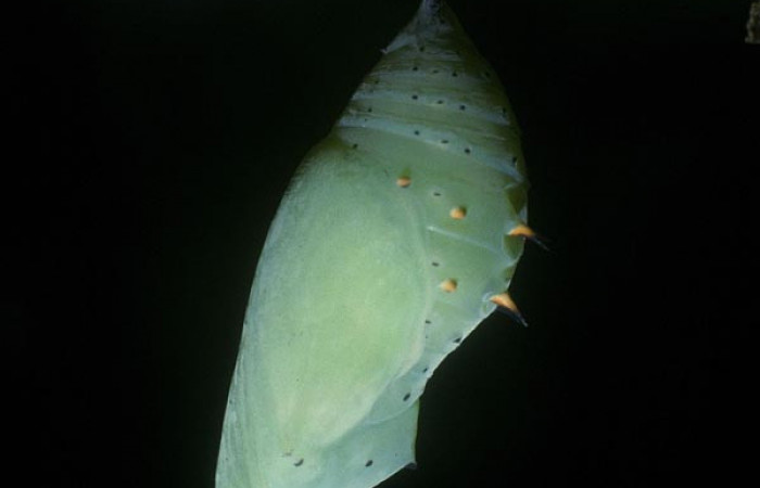 Fig. 8 Pupa <i>Siproeta epaphus</i></i>, Nymphalidae; colgada de su planta hospedera <i>Hygrophila costata</i></i>, Acanthaceae.  Voucher 05-SRNP-758-DHJ88183.jpg.