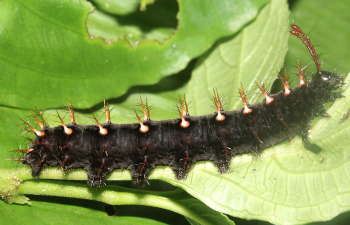 Fig. 1 Larva <i>Siproeta biplagiata</i></i> (Nymphalidae), vista lateral. Voucher 16-SRNP-40643-DHJ724858.JPG
