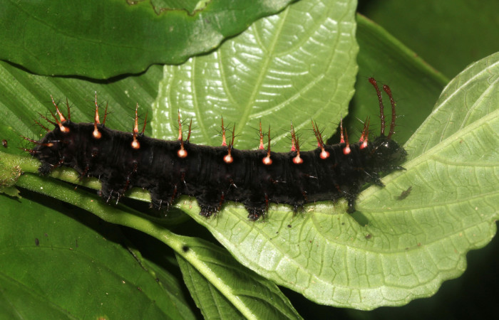 Fig. 2 Larva <i>Siproeta biplagiata</i></i> (Nymphalidae), vista lateral. Voucher 16-SRNP-40643-DHJ724859.JPG