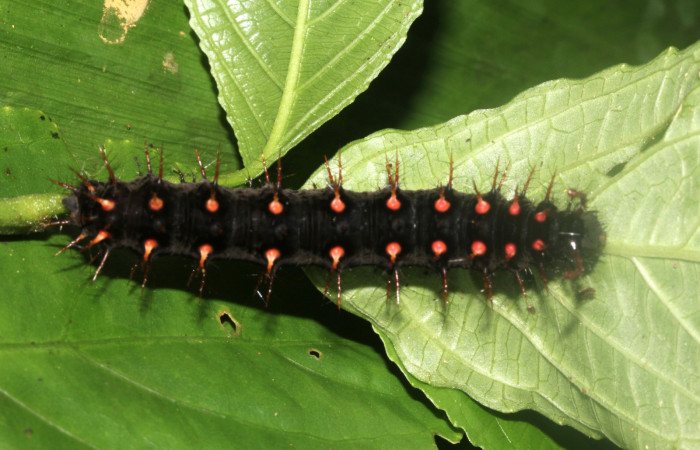 Fig. 3 Larva <i>Siproeta biplagiata</i></i> (Nymphalidae), vista dorsal. Voucher 16-SRNP-40643-DHJ724860.JPG