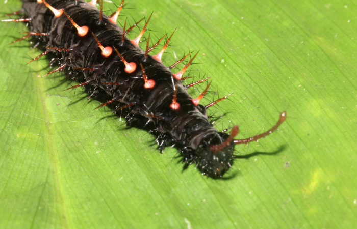 Fig. 5 Detalle cabeza larva <i>Siproeta biplagiata</i></i> (Nymphalidae). Voucher 16-SRNP-40643-DHJ724861.JPG.