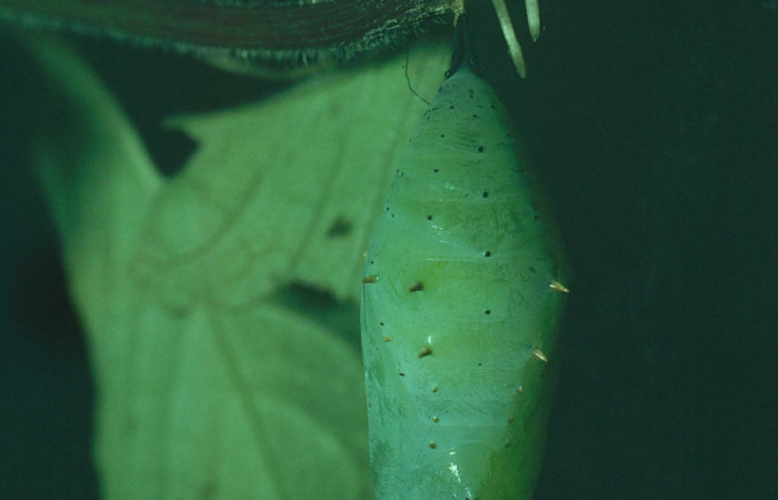 Fig. 7 Pupa <i>Siproeta biplagiata</i></i>, Nymphalidae; colgalda en su planta hospedera <i>Blechum pyramidatum</i></i> (Acanthaceae). Voucher 81-SRNP-71-DHJ1733.jpg