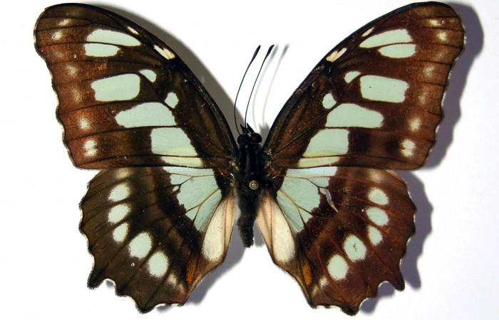 Fig. 9 Adulto <i>Siproeta biplagiata</i></i>, Nymphalidae; vista dorsal. Voucher 81-SRNP-71-DHJ97030.