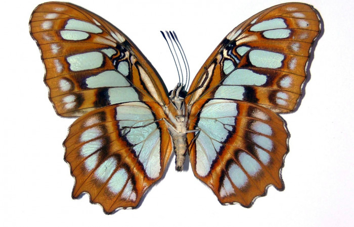 Fig. 11 Adulto <i>Siproeta biplagiata</i></i>, Nymphalidae; vista ventral. Voucher 81-SRNP-71-DHJ97031