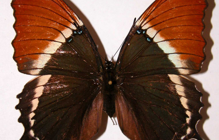 Fig. 10 Adulto <i>Siproeta ephaphus</i></i>, Nymphalidae; vista dorsal. Voucher 97-SRNP-1789-DHJ34118.