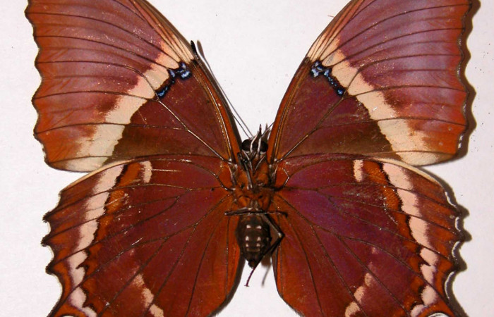 Fig. 12 Adulto <i>Siproeta epaphus</i></i>, Nymphalidae; vista ventral. Voucher 97-SRNP-1789-DHJ34119