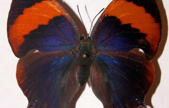 Fig. 1 Adulto hembra vista dorsal <i>Memphis indigotica</i></i> (Nymphalidae), mide 63mm. 01-SRNP-11114-DHJ33732. 