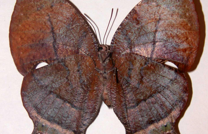 Fig. 2 Adulto hembra vista dorsal <i>Memphis indigotica</i></i> (Nymphalidae), mide 63mm. 01-SRNP-11114-DHJ33733. 