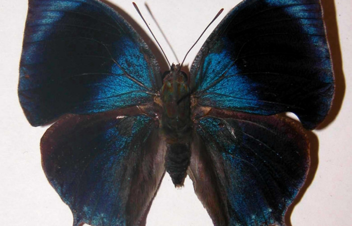 Fig. 3 Adulto macho vista dorsal <i>Memphis indigotica</i></i> (Nymphalidae), 01-SRNP-11115-DHJ33730.