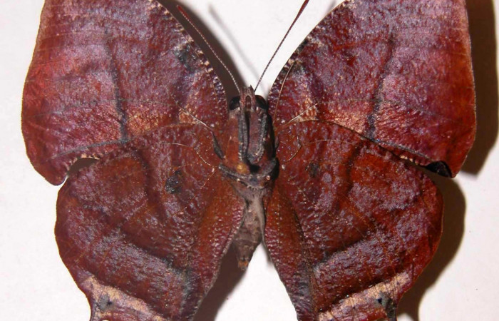 Fig. 4 Adulto macho vista ventral <i>Memphis indigotica</i></i> (Nymphalidae), 01-SRNP-11115-DHJ33731.