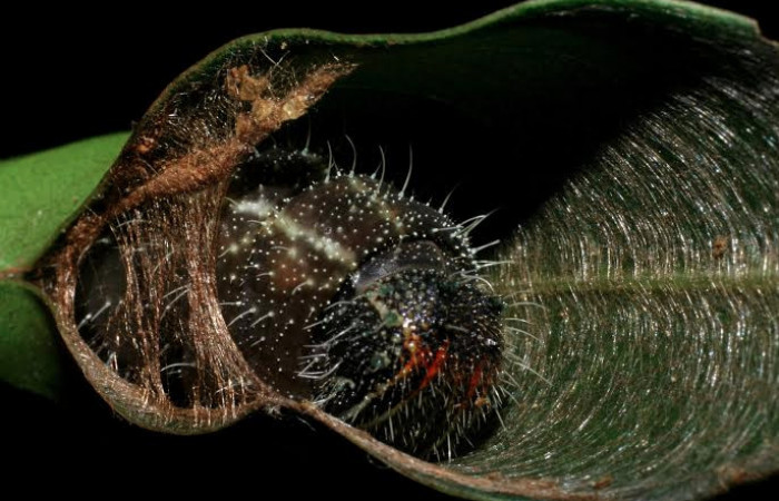 Fig. 5 Larva <i>Memphis indigotica</i></i> (Nymphalidae), vista frontal 07-SRNP-45488-DHJ428109.