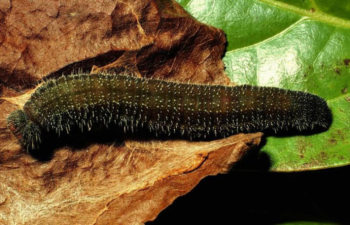 Fig. 6 Larva <i>Memphis indigotica</i></i> (Nymphalidae), vista dorsal  01-SRNP-1044-DHJ57519.