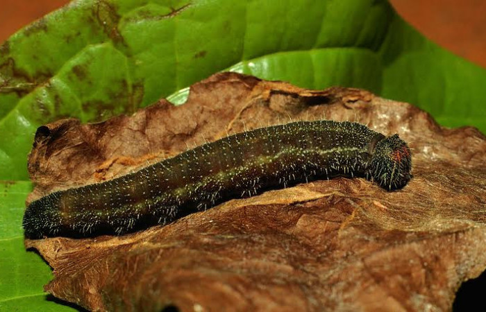 Fig. 7 Larva <i>Memphis indigotica</i></i> (Nymphalidae), vista dorsal  01-SRNP-1044-DHJ575120