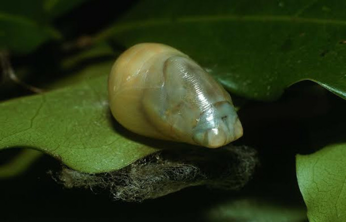 Fig. 08 Pupa <i>Memphis indigotica</i></i> (Nymphalidae), pupa vista diagonal voucher: 03-SRNP-37954-DHJ80441.