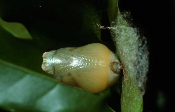 Fig. 09 Pupa <i>Memphis indigotica</i></i> (Nymphalidae), pupa vista diagonal voucher: 03-SRNP-37954-DHJ80442.