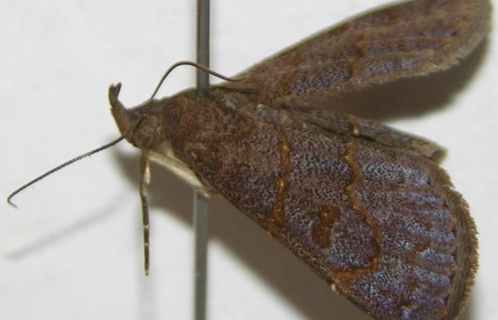 Fig.1 Adulto <i>Antiblemma</i></i> Poole34  parte ala anterior,  mostrando palpos maxilares característica de la familia Erebidae.  Voucher: 07-SRNP-58906-DHJ388233.jpg