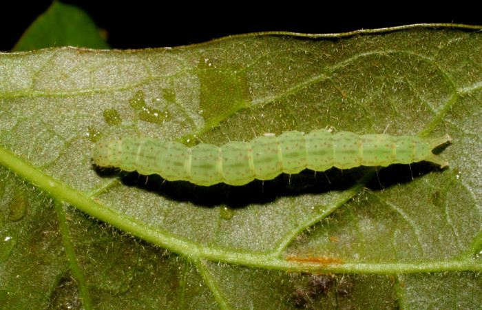 Fig .2  Larva <i>Antiblemma</i></i>  Poole34 en último estadio mostrando puntitos  dorsales carácter importante de la especie. Voucher: 07-SRNP-58906-DHJ428936.jpg