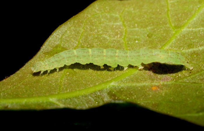 Fig. 3 Larva <i>Antiblemma</i></i>  Poole34  en último estadio mostrando parte lateral.  Voucher: 07-SRNP-58906-DHJ428938.jpg