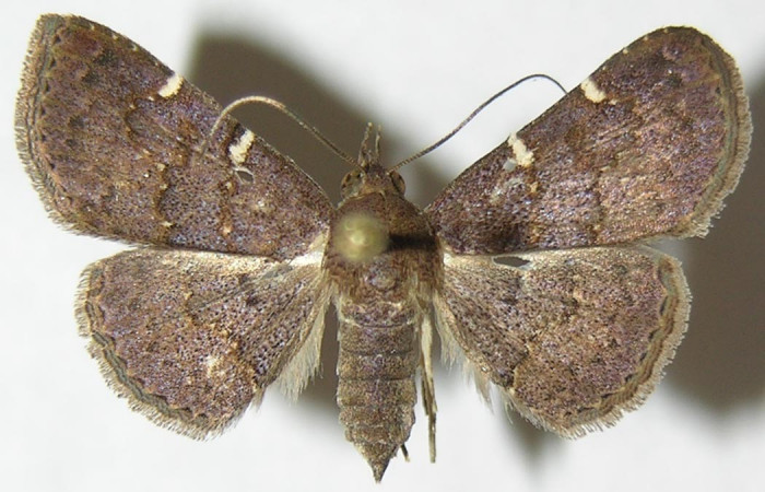 Fig.4 Adulto <i>Antiblemma</i></i> Poole34  dorsal hembra. Voucher: 09-SRNP-55089-DHJ396988.jpg