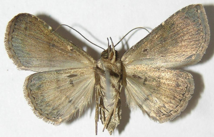 Fig.5 Adulto  <i>Antiblemma</i></i> Poole34 ventral hembra. Voucher:  09-SRNP-55089-DHJ396989.jpg