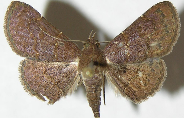 Fig.6 Adulto <i>Antiblemma</i></i> Poole34 ventral macho  Voucher: 09-SRNP-55022-DHJ396986.jpg