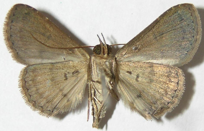 Fig.7 Adulto <i>Antiblemma</i></i> Poole34 dorsal macho  Voucher: 09-SRNP-55022-DHJ396987.jpg