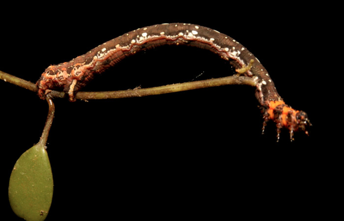 Figura 1. Larva <i>Eusarca minucia</i></i> (Geometridae), último estadio posición lateral, mide 40 mm aproximadamente. Planta hospedera <i>Peperomia angularis)</i></i> (Piperaceae). Voucher: 10-SRNP-44380-DHJ478659.jpg.
