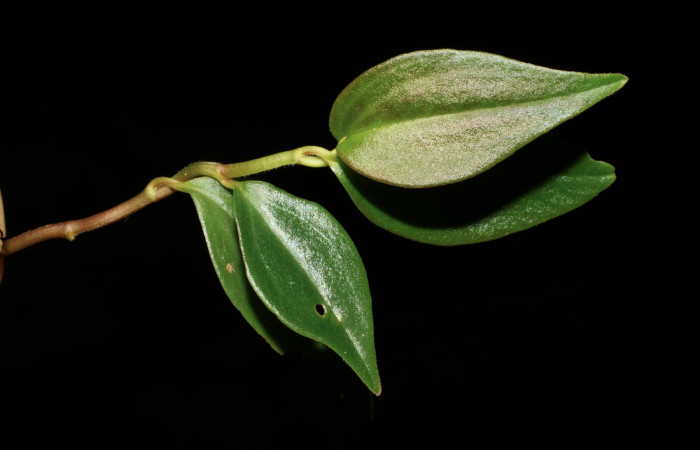 Figura 10. Planta hospedera <i> Peperomia angularis</i></i> (Piperaceae), una de las plantas donde se alimenta la larva de <i>Eusarca minucia</i></i> (Geometridae). Foto tomada por Roster Moraga, en estacion biológica el Hacha ACG, en la quebrada lajosa el 06 noviembre del 2020.